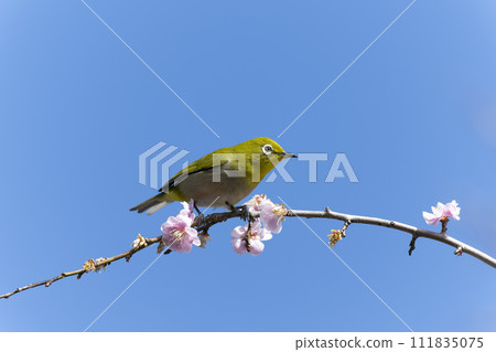 White-eye 111835075
