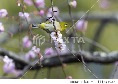 White-eye 111835082