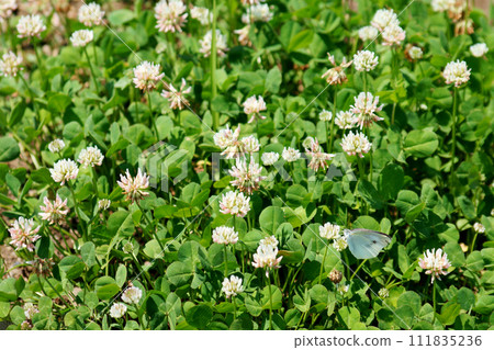 White clover butterfly sucking nectar from white clover flowers 111835236