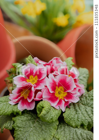 Spring flower plants in pots hanging on tree in springtime garden. Blooming season. Wallpaper background copy space. Design exterior idea for home Spring flower plants in pots hanging on tree in springtime garden. Blooming season. Wallpaper background copy space. Design exterior idea for home 111835348