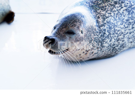 One harbor seal, Hokkaido One harbor seal, Hokkaido 111835661