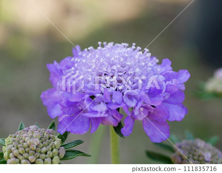Scabiosa20230301 111835716
