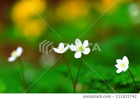 A close-up of a beautiful white Nirinsou blooming against the yellow blur of the Yamabukisou. 111835742