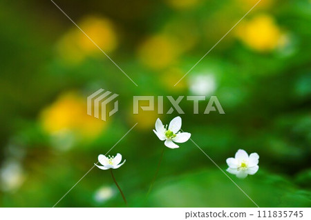 美麗的白色二林莊在模糊的山吹莊的黃色背景下盛開的特寫。 美麗的白色二林莊在模糊的山吹莊的黃色背景下盛開的特寫。 111835745