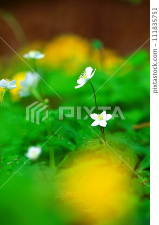 A close-up of a beautiful white Nirinsou blooming against the yellow blur of the Yamabukisou. A close-up of a beautiful white Nirinsou blooming against the yellow blur of the Yamabukisou. 111835751