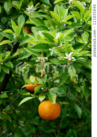 Daidai fruits, flowers and leaves Daidai fruits, flowers and leaves 111835848