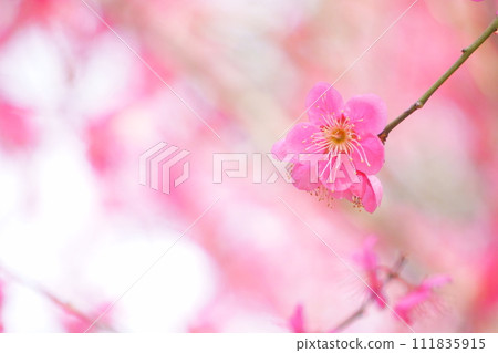 Beautiful pink red plum 10 111835915