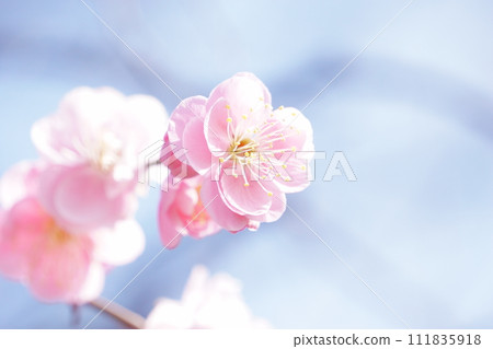 Red plum blossoms that shine against the blue sky 6 111835918