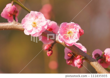 美麗的粉紅紅梅5號 111835935