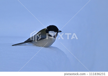 大山雀 大山雀 111836231