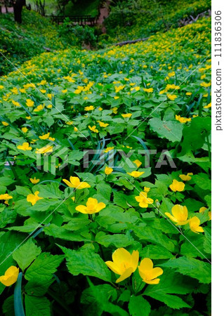 用廣角鏡頭拍攝的黃粳稻群落特寫 111836306