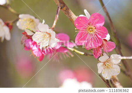 梅枝上開著紅梅和白梅 111836362