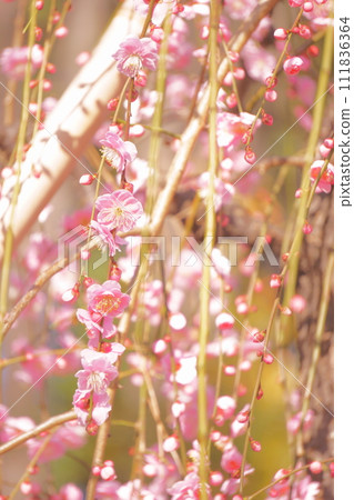 Pink weeping plums starting to bloom Pink weeping plums starting to bloom 111836364