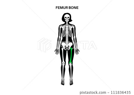 Femur bone anatomy 111836435