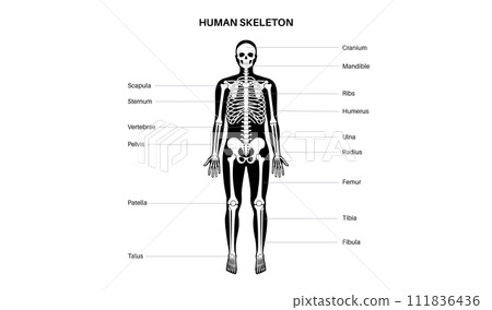 Human skeleton anatomy Human skeleton anatomy 111836436