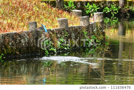 Ogi Park Kingfisher Ogi Park Kingfisher 111836476