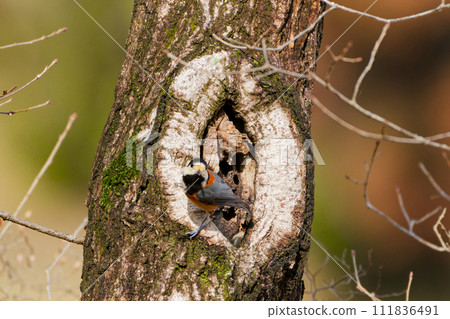 準備築巢的鸚鵡山雀 111836491