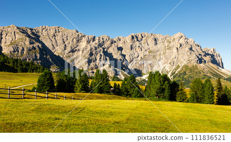 Green juicy grass on meadow, fenced with wooden fence in area Mont-de-Fornel, Dolomites. 111836521