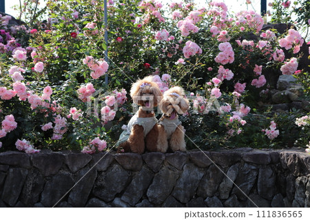 Two toy poodles sitting in a rose garden 111836565