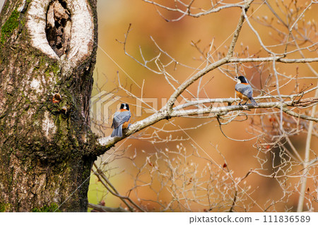 A parrot tit preparing for nesting 111836589