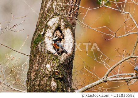 準備築巢的鸚鵡山雀 111836592