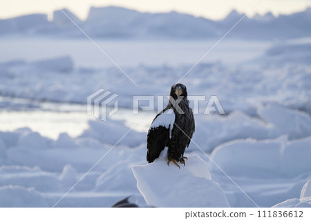 Drift ice and Steller's sea eagle off the coast of Rausu Port Drift ice and Steller's sea eagle off the coast of Rausu Port 111836612