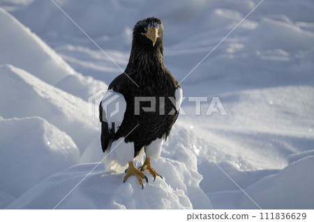 Drift ice and Steller's sea eagle off the coast of Rausu Port Drift ice and Steller's sea eagle off the coast of Rausu Port 111836629