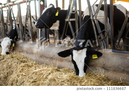Calves eating hay in the livestock stall during the evening. Concept of agriculture, farming and animal husbandry Calves eating hay in the livestock stall during the evening. Concept of agriculture, farming and animal husbandry 111836687