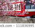 三浦半島的河津櫻花和火車 111836995
