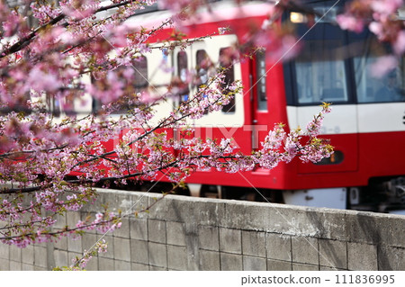 三浦半島的河津櫻花和火車 三浦半島的河津櫻花和火車 111836995