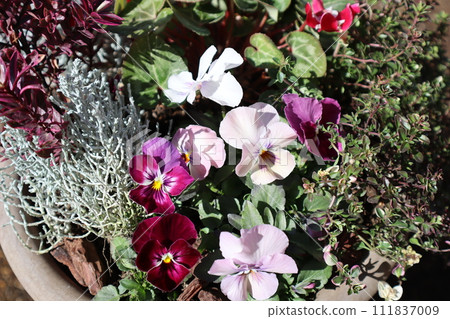 Group planting of pansies, violas and color leaves 111837009