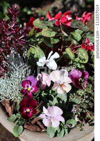 Group planting of pansies and violas grown from seeds 111837014