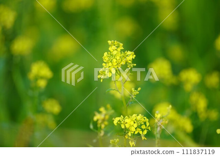 秋天的油菜花田 秋天的油菜花田 111837119