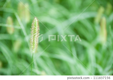 Nekojarashi 花穗 111837156