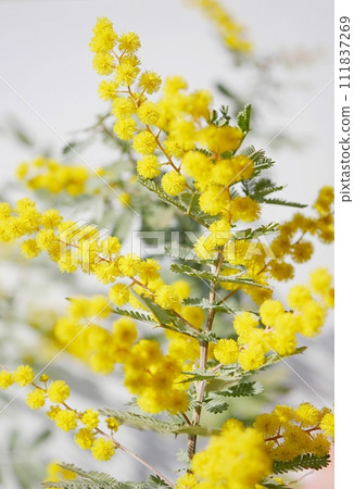 含羞草花 20230307 含羞草花 20230307 111837269