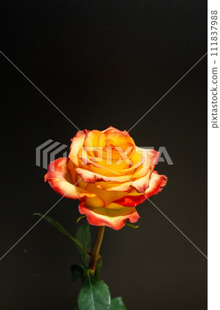Orange rose on a black background 111837988