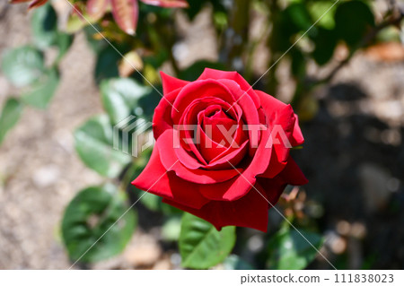 羅斯“康拉德·漢高” 羅斯“康拉德·漢高” 111838023