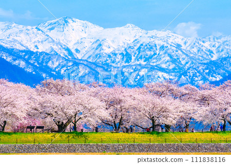 Asahi Funakawa (Spring) 111838116