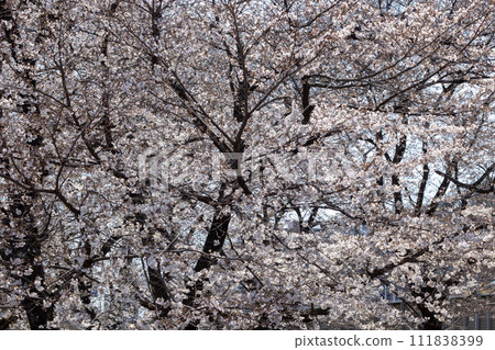 Cherry tree in full bloom Cherry tree in full bloom 111838399