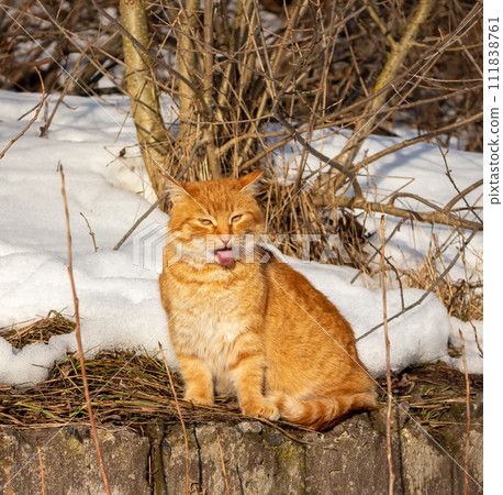 Ginger cat  111838761