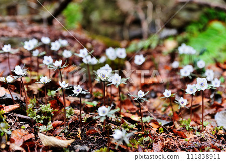 節分草在樹林的森林地面上靜靜地綻放 111838911