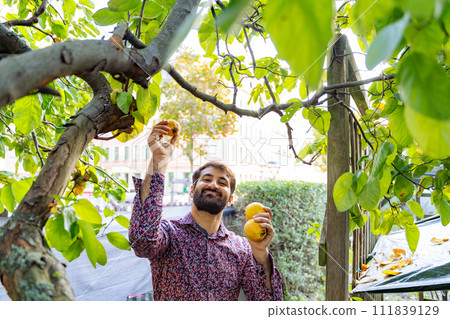 Young bearded man is picking yellow apples from tree in his garden on sunny day 111839129