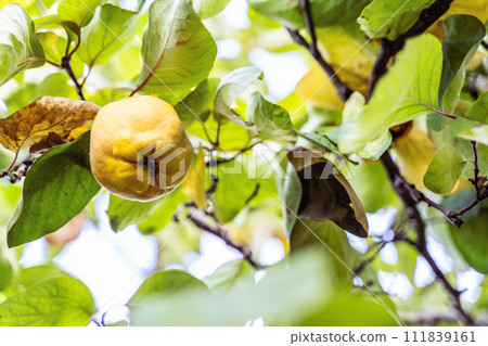 A yellow apple hangs from a branch of a tree with green and yellow leaves A yellow apple hangs from a branch of a tree with green and yellow leaves 111839161