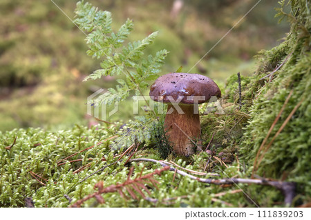 Boletus pinophilus mushroom growing in the woods 111839203