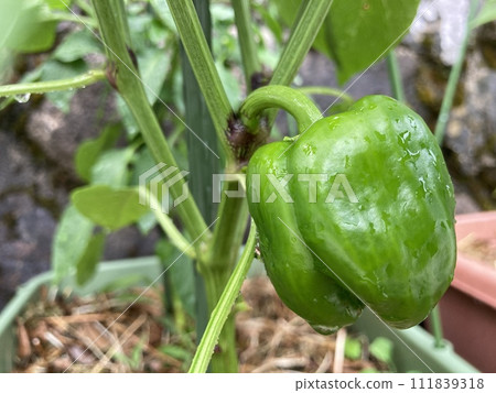 green peppers grown in the field 111839318