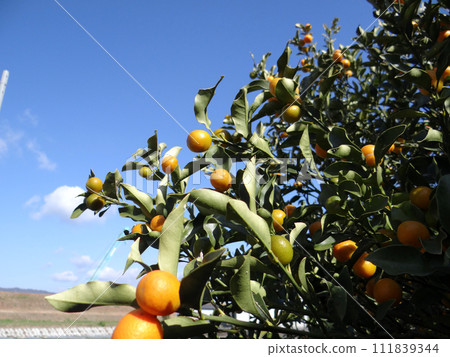 Kumquat fruit, a citrus fruit that shines on a sunny day Kumquat fruit, a citrus fruit that shines on a sunny day 111839344