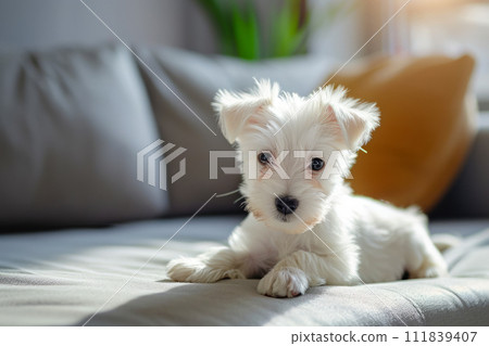 AI-generated content. A small white dog lies comfortably on top of a couch, enjoying a moment of relaxation. AI-generated content. A small white dog lies comfortably on top of a couch, enjoying a moment of relaxation. 111839407