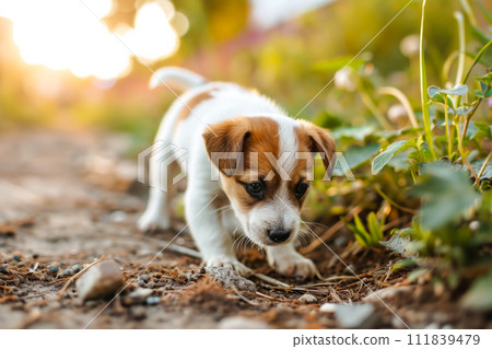 AI-generated content. A young puppy takes confident steps as it walks along a dirt road under the sunlit sky. 111839479