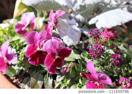 Planting of pansies and alicants Planting of pansies and alicants 111839786