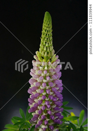 Lupine 20230201 Lupine 20230201 111839944
